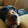 animal, black_fur, brown_fur, canine, close_up, couch, cozy, cushion, dog, floppy_ears, funny, home, indoor, nose, pet, portrait, resting, sleepy, snout, sofa