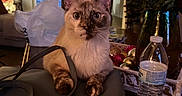 Lisboa is registered to the contest to win money with this photo: cat, bag, water_bottle, roses, vase, christmas_tree, living_room, curtains, chair, table, ornaments, holiday_decor, indoor, pet, furniture, window, curious, domestic_animal, cozy, decor