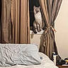 Lisboa is registered to the contest to win money with this photo: bed, bedroom, beige, brown, cat, clutter, comforter, cozy, curious, curtains, feline, headphones, indoor, lotion, nightstand, pet, pillow, sitting, white, window