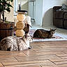 brown_sofa, cat, cozy, decor, domestic, floor, furniture, home, indoor, light, living_room, pet, plant, potted_plant, relaxed, resting, rug, tabby_cat, tile_floor, wood_floor