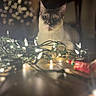 Lisboa joined the competition — help win amazing prizes! animal, bokeh, cat, christmas_lights, closeup, cozy, curious, cute, decorations, ears, feline, festive, glowing, holiday, indoor, night, pet, soft_lighting, whiskers, wooden_floor