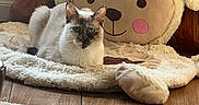 Lisboa is registered to the contest to win money with this photo: animal, calm, cat, cozy, cushion, cute, decor, domestic, floor, fluffy, furniture, indoor, lying_down, pet, relaxed, resting, rug, sheep, soft, wooden_floor