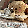 Lisboa is registered to the contest to win money with this photo: cat, fluffy, indoor, cushion, sheep, animal, pet, relaxed, floor, wooden_floor, rug, decor, cozy, furniture, lying_down, soft, cute, domestic, resting, calm