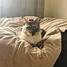 animal, balance, bed, blanket, bottle_cap, cat, cozy, curious, ears, eyes, face, fur, furniture, indoor, pet, relaxed, resting, room, soft_light, window