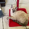 animal, blue_eyes, broom, cat, cleaning_tools, curious, domestic, dustpan, floor, household, indoor, light_brown_fur, paw, pet, quiet, relaxed, resting, tail, tile_floor, whiskers