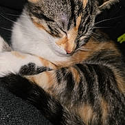 Lucy joined the competition — help win amazing prizes! cat, tabby, sleeping, fur, paw, curled_up, pet, domestic_animal, close_up, resting, cute, animal, feline, whiskers, striped, cozy, indoor, soft, relaxed, nap