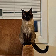 Eggy is registered to the contest to win money with this photo: cat, siamese_cat, pet, animal, sitting, portrait, indoors, couch, armrest, tail, blue_eyes, pointed_ears, short_hair, brown, cream, dark_face, living_room, window, blinds, centered_composition