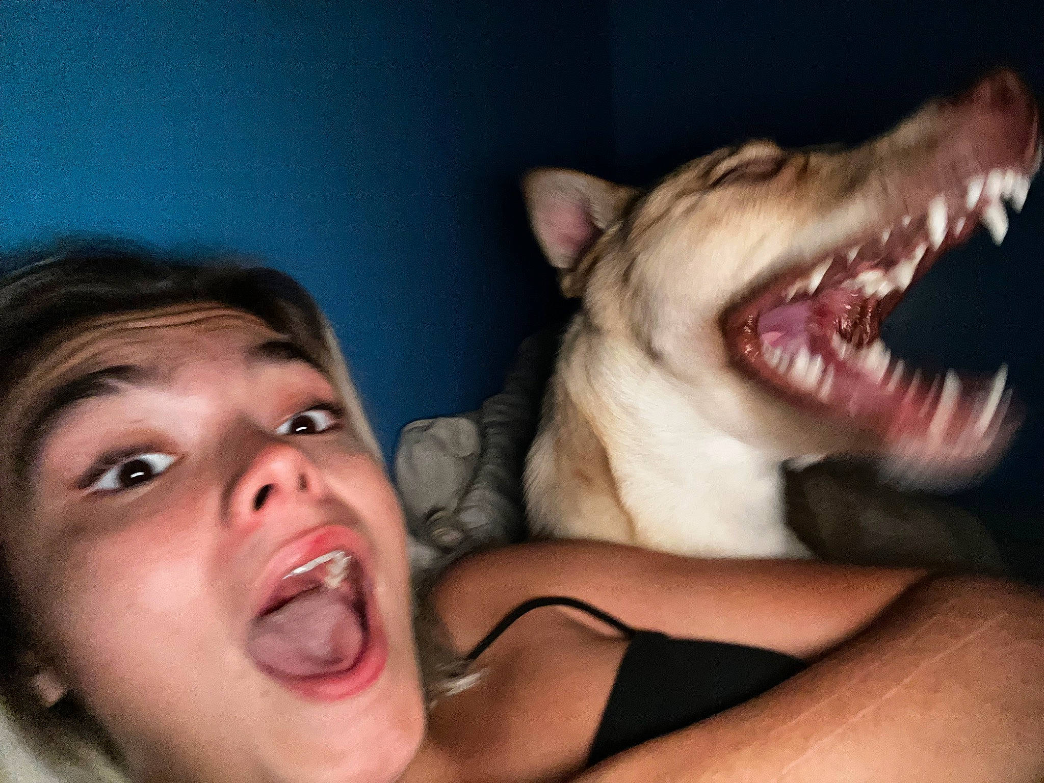 Luna Aleah Marie joined the competition — help win amazing prizes! carnivore, close_up, dog_breed, eye, eyelash, fang, felidae, flash_photography, fun, gesture, happy, jaw, mouth, neck, nose, organ, small_to_medium_sized_cats, snout, throat, whiskers