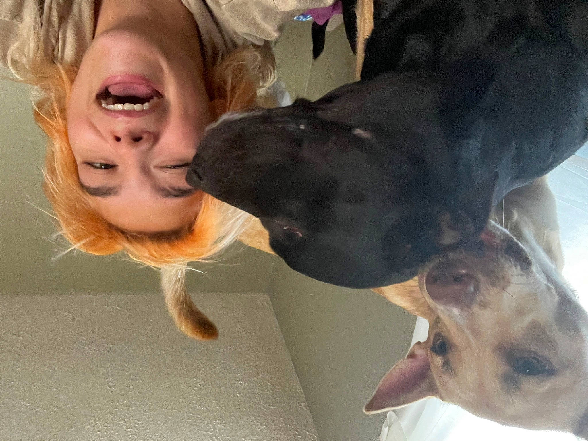 Luna Aleah Marie is registered to the contest to win money with this photo: canidae, carnivore, collar, companion_dog, dog, dog_breed, dog_collar, fawn, fur, gesture, guard_dog, happy, jaw, laugh, liver, smile, snout, sporting_group, toddler, working_animal