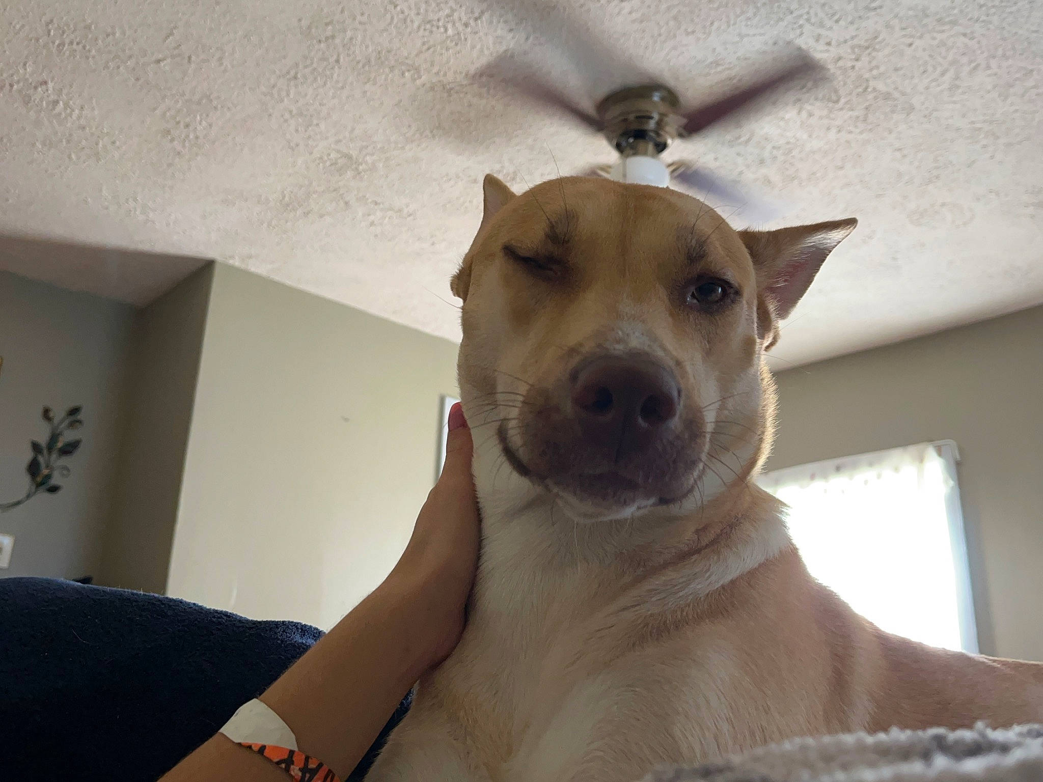 Luna Aleah Marie is registered to the contest to win money with this photo: ancient_dog_breeds, canidae, carnivore, chest, collar, comfort, companion_dog, dog, dog_breed, dog_collar, ear, fawn, guard_dog, jaw, non_sporting_group, pet_supply, snout, sporting_group, whiskers, working_animal