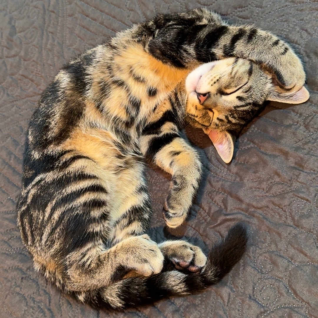 Murphy joined the competition — help win amazing prizes! abyssinian, animal, cat, couch, egyptiancat, face, furniture, hardwood, head, kitten, manx, ocelot, person, pet, photography, portrait, sleeping, soil, tiger, wood