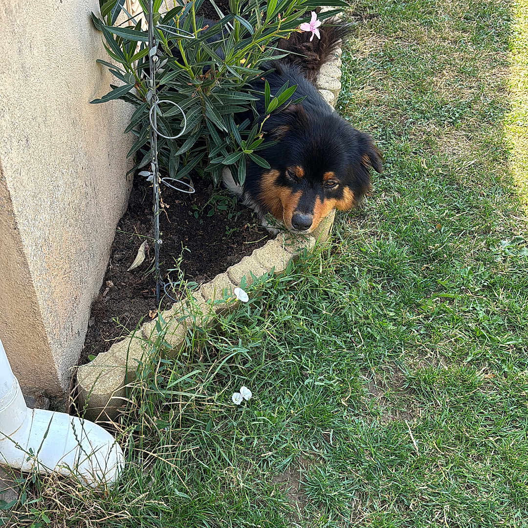 Malika Boucard participe au concours pour gagner de l'argent avec cette photo : dog, puppy, black_and_tan, fluffy, animal, pet, face, eyes, nose, garden, flowers, pink_flowers, grass, outdoors, yard, shrub, plant, stucco_wall, stone_edging, photography