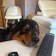 Malika Boucard participe au concours pour gagner de l'argent avec cette photo : dog, sleepy, resting, couch, sofa, remote_control, living_room, indoor, portrait, close_up, black_and_brown, fur, eyes, nose, head, relaxed, pet, furniture, home, cozy