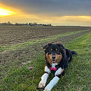 Alma a rejoint le concours — aidez-le/la à gagner de superbes lots ! dog, grass, field, sunset, cloudy_sky, outdoor, animal, canine, nature, fur, happy, pet, muzzle, ears, paws, landscape, rural, dirt, sky, harness