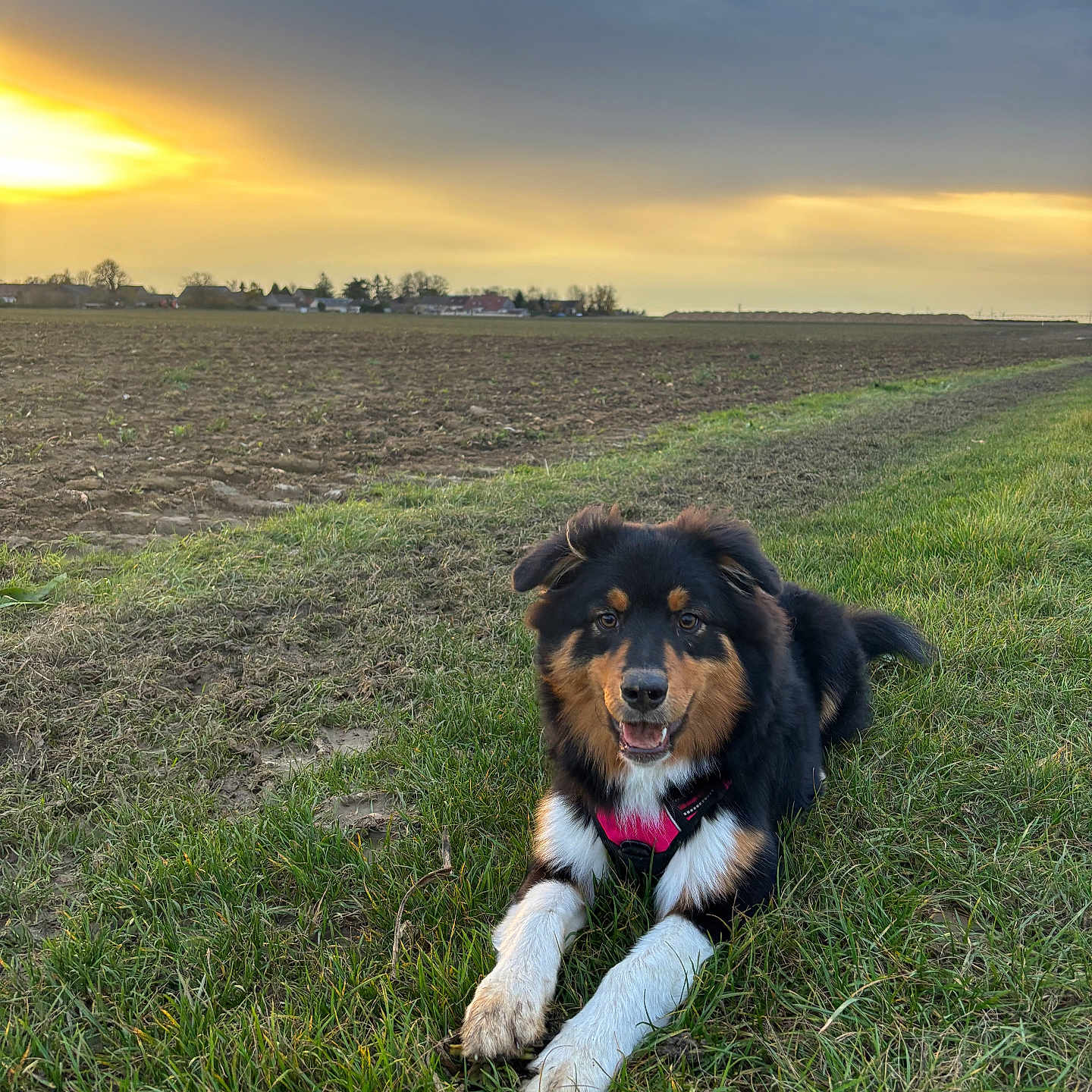 Alma a rejoint le concours — aidez-le/la à gagner de superbes lots ! animal, canine, cloudy_sky, dirt, dog, ears, field, fur, grass, happy, harness, landscape, muzzle, nature, outdoor, paws, pet, rural, sky, sunset