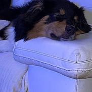 Alma a rejoint le concours — aidez-le/la à gagner de superbes lots ! animal, blanket, canine, closeup, comfort, couch, cozy, dog, ears, fur, furniture, home, indoor, pet, portrait, relaxed, resting, sleeping, snout, white_leather