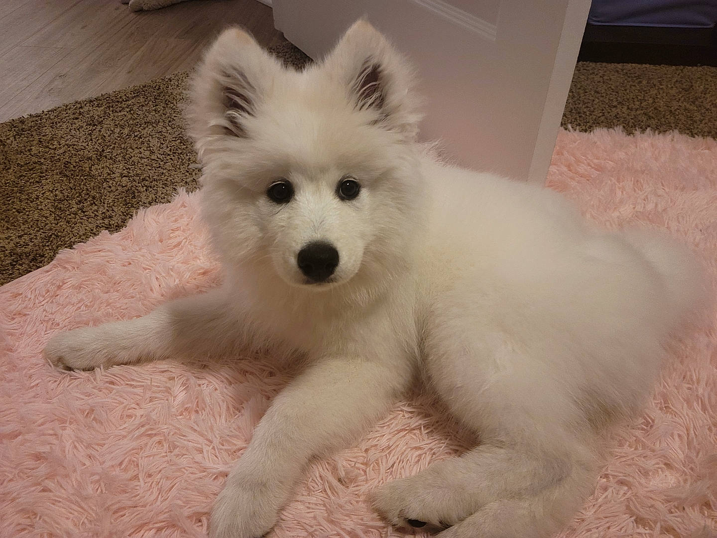 Mochi is registered to the contest to win money with this photo: american_eskimo_dog, canidae, carnivore, companion_dog, dog, dog_breed, eye, fur, german_spitz, german_spitz_klein, japanese_spitz, samoyed, snout, spitz, sporting_group, terrestrial_animal, toy_dog, volpino_italiano, whiskers, working_animal