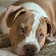 Minnie is registered to the contest to win money with this photo: animal, bed, brown, calm, close_up, cute, dog, domestic_animal, ears, eyes, face, fur, indoor, lying_down, pet, portrait, quilt, resting, snout, white