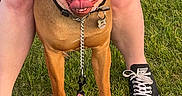 Luna joined the competition — help win amazing prizes! brown_dog, casual, chain, collar, converse, dog, grass, green_glasses, happy, leash, legs, outdoor, person, pet, playful, shoes, smiling_dog, stick, summer, tattoo