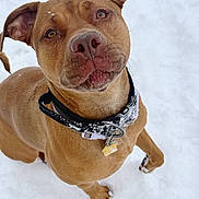 Luna is registered to the contest to win money with this photo: dog, brown_dog, snow, collar, dog_tag, portrait, close_up, paw, ears, nose, whiskers, looking_up, outdoor, winter, playful, pet, animal, fur, eyes, cute