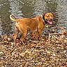 animal, autumn_leaves, brown_dog, canine, collar, daylight, dog, fall, happy_dog, leaf_litter, nature, outdoors, pet, playful, rippling_water, riverbank, smiling, standing, tongue_out, water