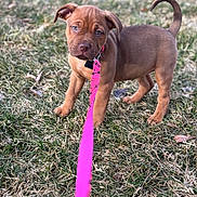 Luna is registered to the contest to win money with this photo: puppy, dog, leash, grass, outdoor, pet, brown, young, canine, animal, collar, cute, nature, walking, playful, small, fur, ears, tail, expression