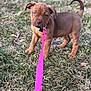 puppy, dog, leash, grass, outdoor, pet, brown, young, canine, animal, collar, cute, nature, walking, playful, small, fur, ears, tail, expression