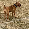 alert, animal, brown_dog, canine, collar, daylight, dog, ears, field, fur, grass, mammal, nature, outdoor, pet, standing, tail, tongue_out, vacant_field, walk