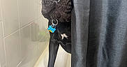 Bear is registered to the contest to win money with this photo: animal, bathroom, bathtub, black_dog, brown_dog, canine, closeup, collar, companions, curious, cute, dog, indoors, peeking, pet, playful, portrait, shower_curtain, tag, tile_wall