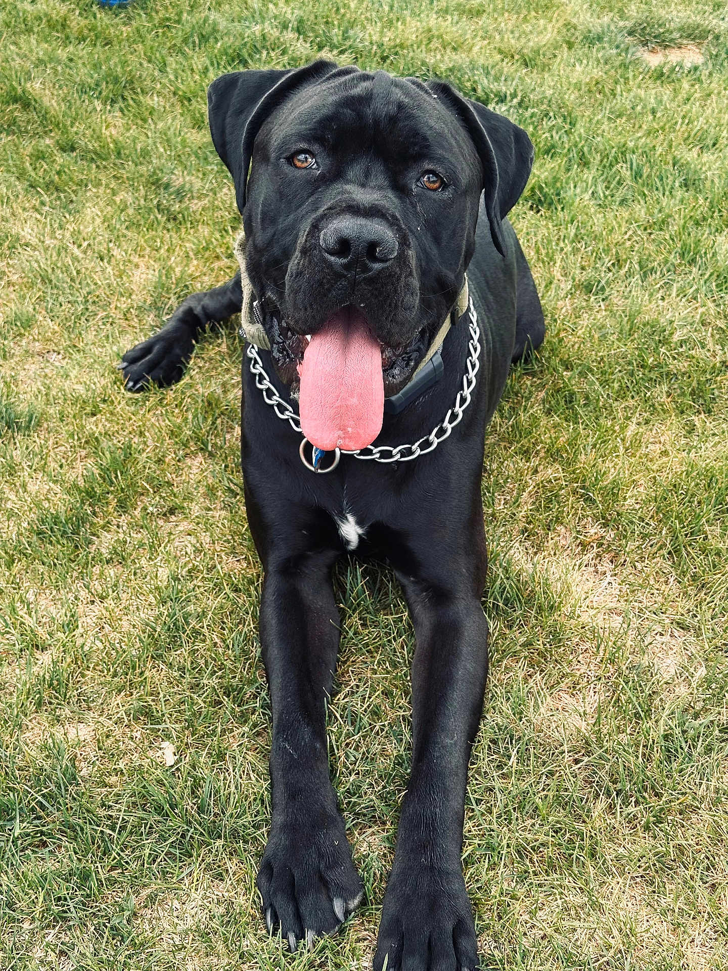 Bear is registered to the contest to win money with this photo: dog, black_dog, canine, mastiff, tongue_out, panting, grass, lawn, pet, collar, chain_collar, paws, front_legs, close_up, portrait, outdoor, happy, playful, drool, nose