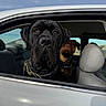 Bear is registered to the contest to win money with this photo: animal, black_dog, brown_dog, canine, car, car_window, closeup, collar, daytime, dog, inside, leather_seat, looking, outdoor, pet, pets_in_car, portrait, sky, vehicle, window