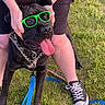 black_dog, black_shorts, blue_leash, converse_shoes, dog, funny_glasses, grass, green_glasses, happy, holding, leash, outdoor, person, pet, pink_leash, playful, sneakers, summer, tattoos, tongue_out