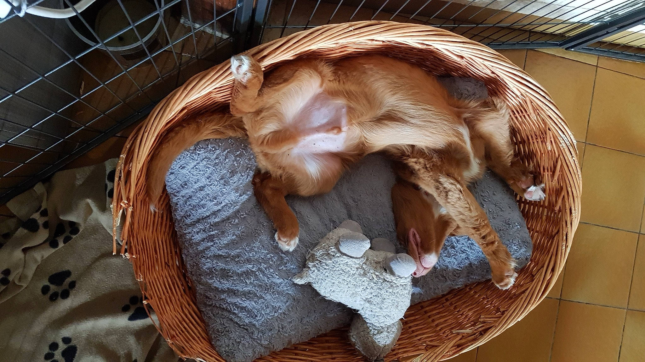 Topaze participe au concours pour gagner de l'argent avec cette photo : animal_shelter, art, canidae, cat_supply, comfort, companion_dog, dog_breed, fawn, felidae, fur, hardwood, liver, natural_material, pet_supply, small_to_medium_sized_cats, sporting_group, tail, whiskers, wood, working_animal