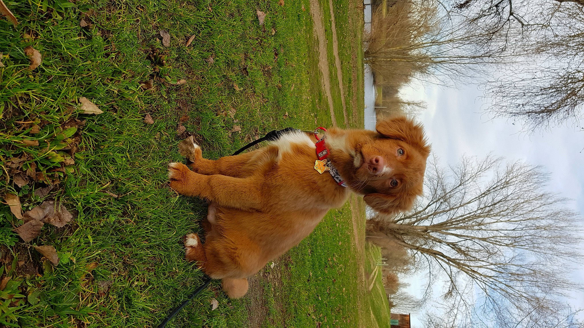 Topaze participe au concours pour gagner de l'argent avec cette photo : canidae, carnivore, collar, companion_dog, dog, dog_breed, dog_collar, fawn, fur, grass, leash, liver, plant, retriever, sky, snout, sporting_group, tail, tree, working_animal