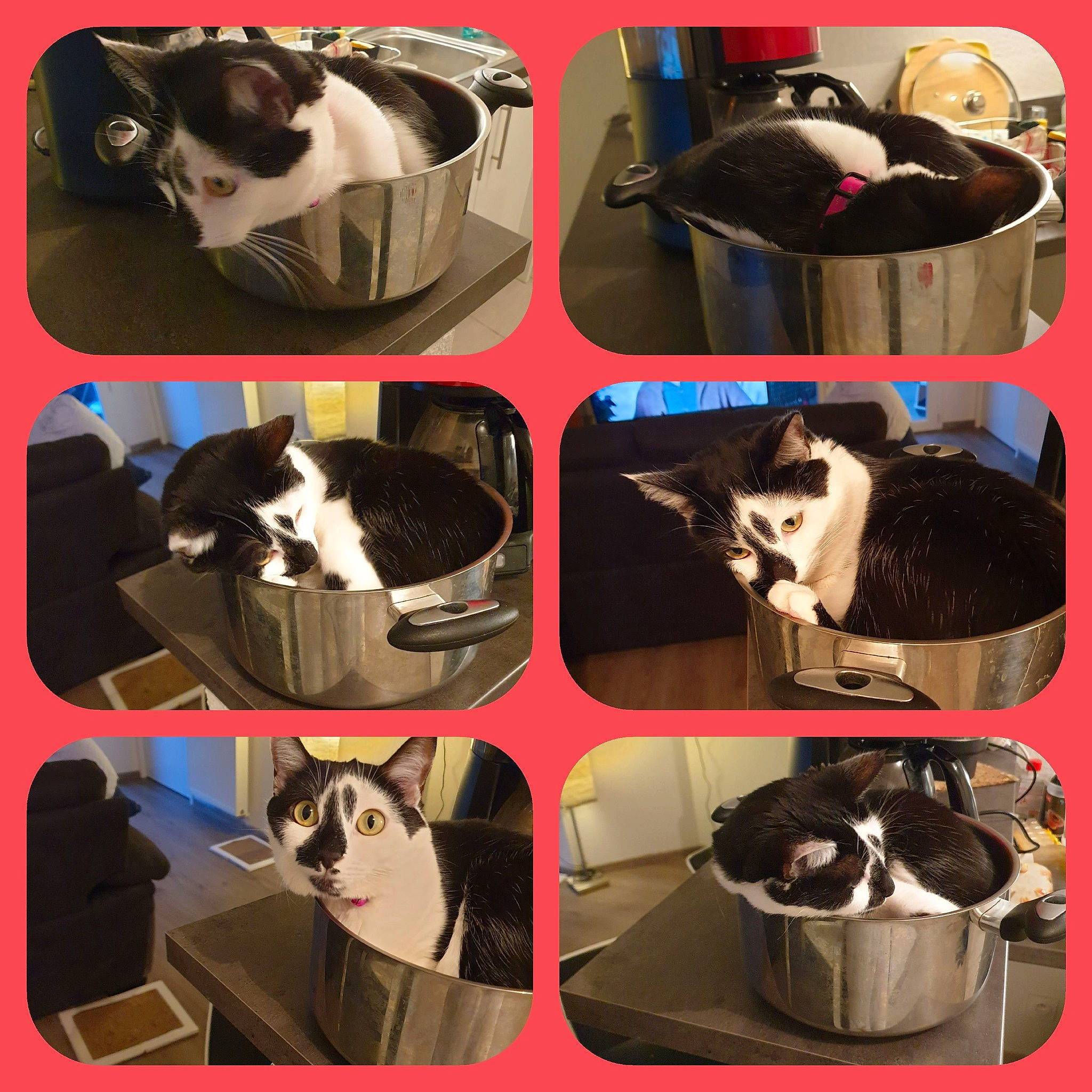 Princess participe au concours pour gagner de l'argent avec cette photo : art, bag, black, carnivore, collage, comfort, eyewear, facial_expression, fashion_accessory, felidae, font, fur, light, mammal, pattern, photograph, snapshot, vertebrate, whiskers, white