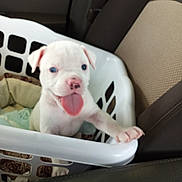 Woodstock is registered to the contest to win money with this photo: puppy, dog, white_dog, laundry_basket, car_seat, pet, tongue_out, cute, animal, indoor, playful, young_dog, pet_bed, car_interior, seat, nose, paw, close_up, pet_love, happy