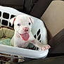 puppy, dog, white_dog, laundry_basket, car_seat, pet, tongue_out, cute, animal, indoor, playful, young_dog, pet_bed, car_interior, seat, nose, paw, close_up, pet_love, happy