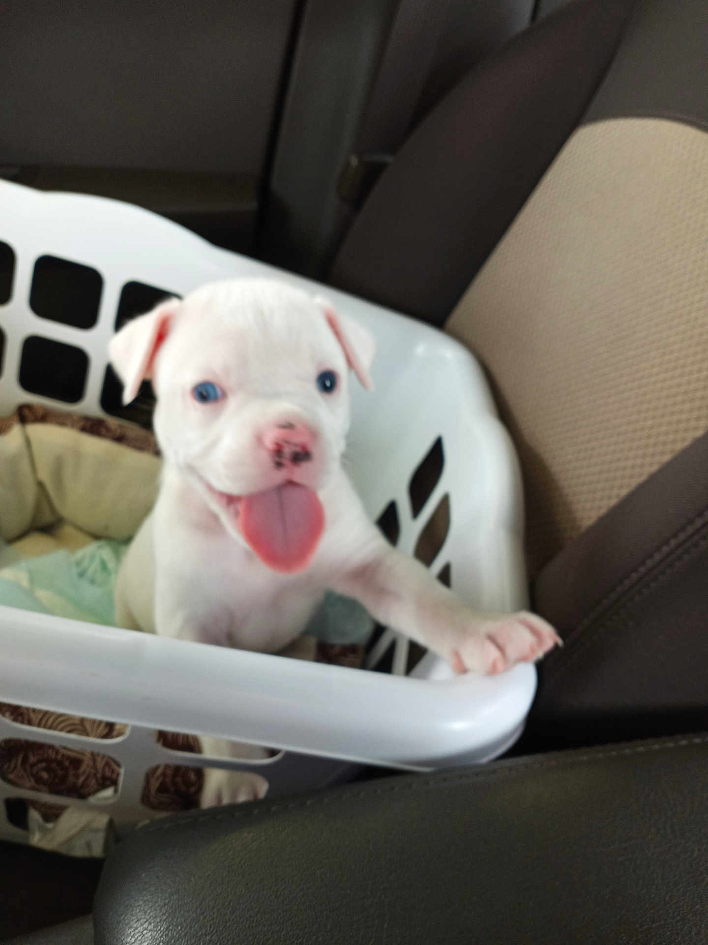 Woodstock is registered to the contest to win money with this photo: puppy, dog, white_dog, laundry_basket, car_seat, pet, tongue_out, cute, animal, indoor, playful, young_dog, pet_bed, car_interior, seat, nose, paw, close_up, pet_love, happy