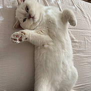 Bonny a rejoint le concours — aidez-le/la à gagner de superbes lots ! cat, white_cat, pet, feline, fluffy, paw, bed, relaxed, cute, indoor, animal, lying_down, fur, whiskers, ears, pink_nose, soft, domestic_cat, resting, playful