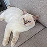 Bonny participe au concours pour gagner de l'argent avec cette photo : cat, blue_eyes, fluffy, cream_colored, pet, animal, indoor, couch, furniture, relaxing, looking_at_camera, close_up, whiskers, ears, paws, soft_texture, home, comfortable, resting, cute
