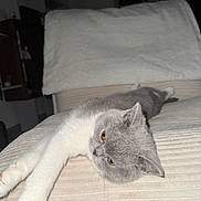 Mochi participe au concours pour gagner de l'argent avec cette photo : cat, gray_cat, white_cat, lounging, indoor, cozy, fabric, ribbed_texture, relaxed, sleepy, pet, animal, feline, closeup, amber_eyes, resting, soft, cute, domestic_cat, fur