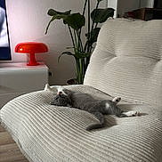 Mochi participe au concours pour gagner de l'argent avec cette photo : cat, couch, cozy, furniture, gray_cat, houseplant, indoor, lamp, living_room, modern_interior, pet, playful, red_lamp, relaxed, sofa, stretching, textured_fabric, tongue_out, white_cat, wood_floor