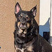 Rica is registered to the contest to win money with this photo: dog, pet, animal, outdoor, sunlight, shadow, ears, brown_wall, collar, portrait, alert, guard, texture, door, black_fur, tan_markings, sitting, watchful, companion, canine