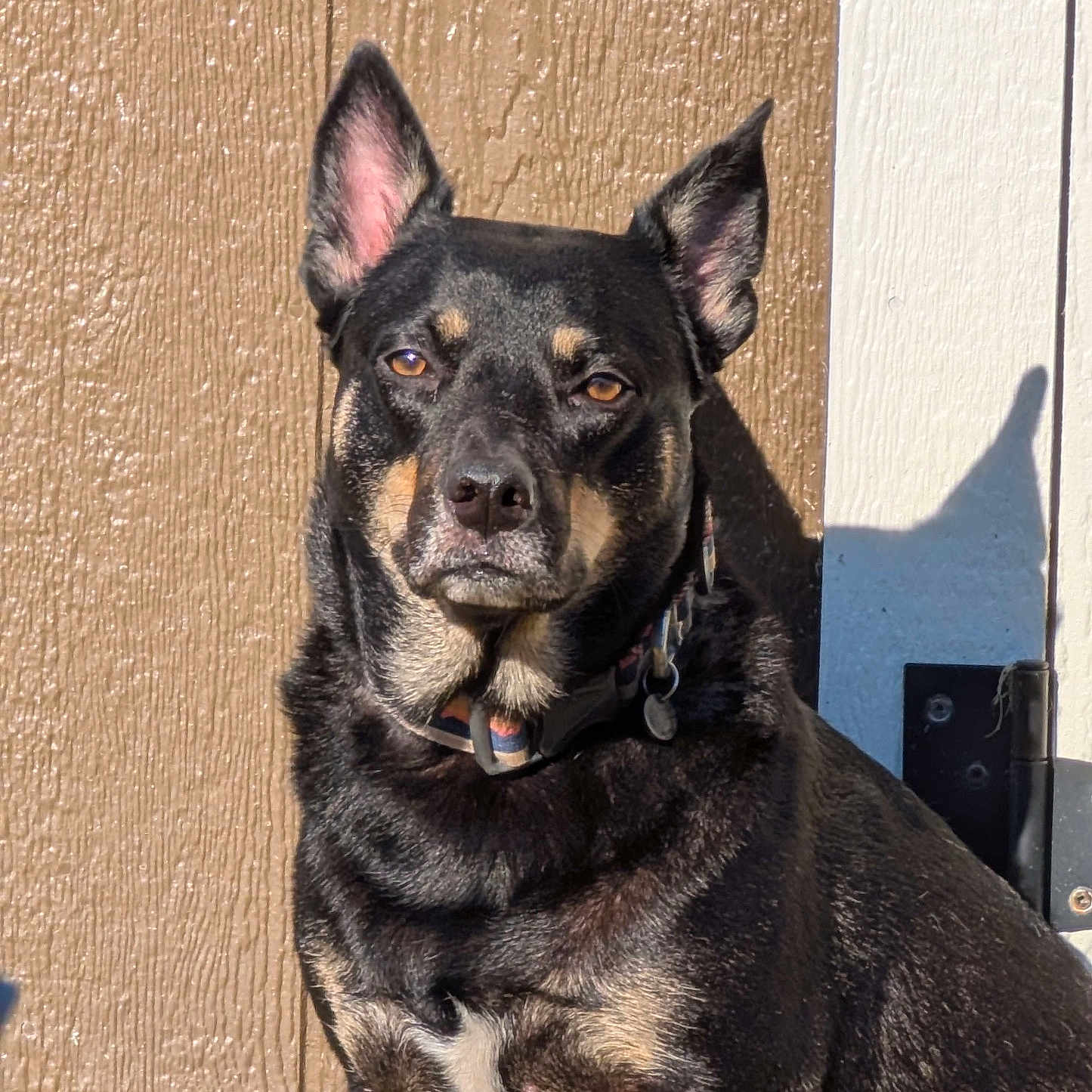 Rica is registered to the contest to win money with this photo: alert, animal, black_fur, brown_wall, canine, collar, companion, dog, door, ears, guard, outdoor, pet, portrait, shadow, sitting, sunlight, tan_markings, texture, watchful