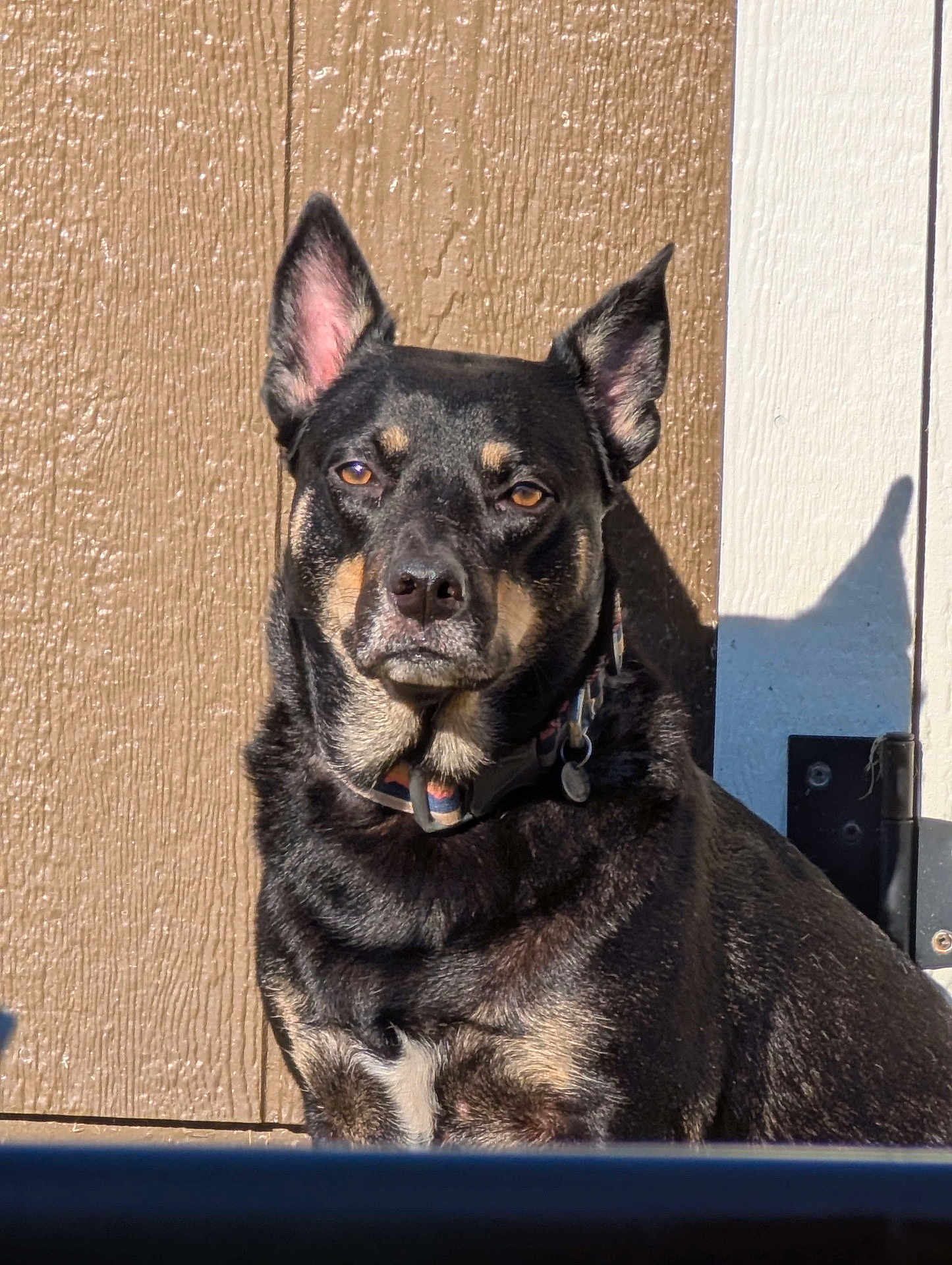 Rica is registered to the contest to win money with this photo: dog, pet, animal, outdoor, sunlight, shadow, ears, brown_wall, collar, portrait, alert, guard, texture, door, black_fur, tan_markings, sitting, watchful, companion, canine