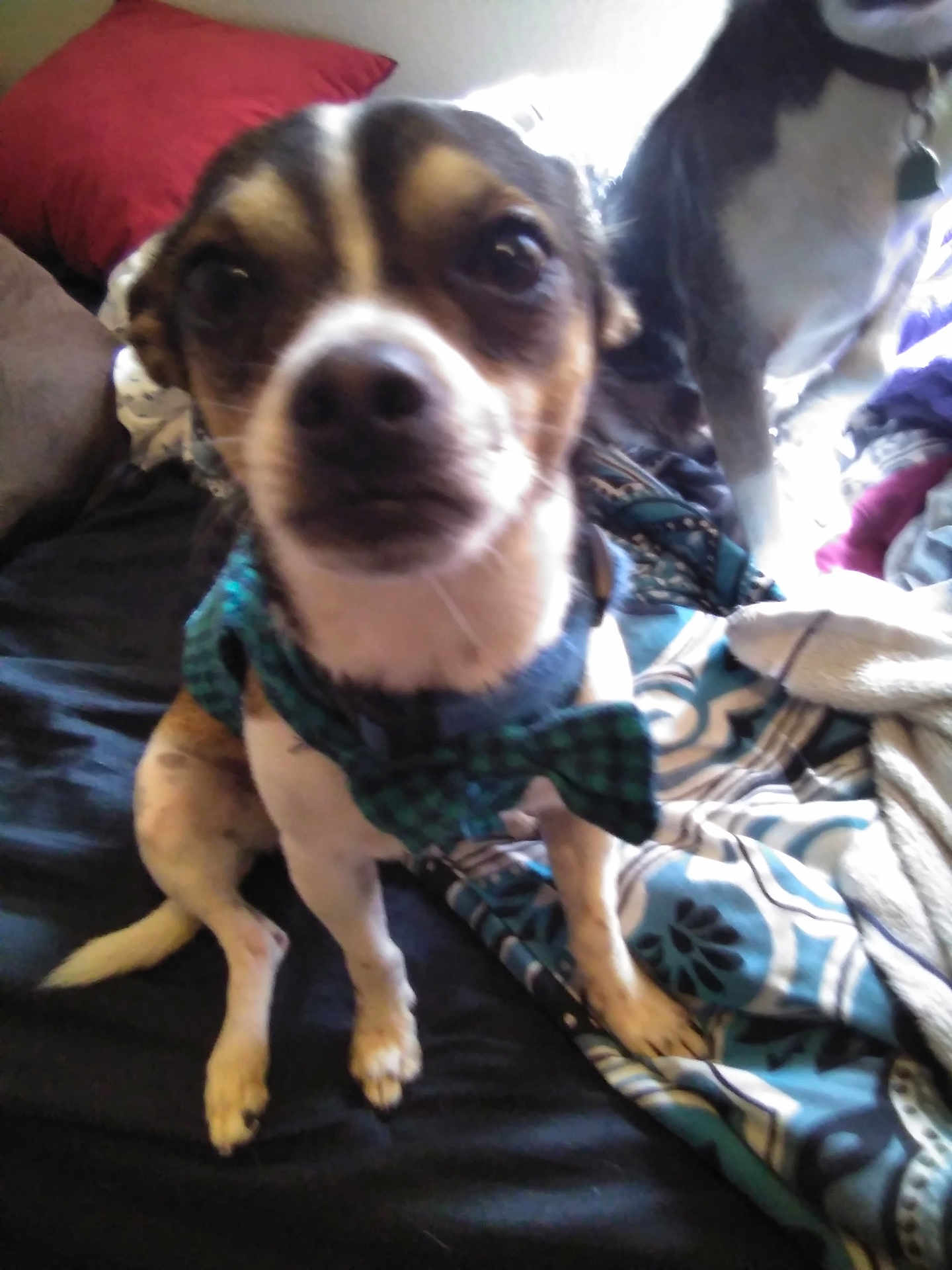 Pettie joined the competition — help win amazing prizes! dog, pet, bow_tie, bed, blanket, cushion, indoor, animal, small_dog, black, brown, white, fur, sitting, close_up, companion, friend, canine, domestic, furniture
