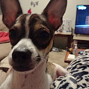 Pettie is registered to the contest to win money with this photo: dog, close_up, indoor, blanket, living_room, ears, pet, canine, fur, face, curious, brown, white, black, nose, animal, comfort, home, sofa, television
