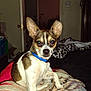 Pettie is registered to the contest to win money with this photo: dog, small_dog, indoor, blue_collar, blanket, ears, alert, pet, animal, sitting, looking_at_camera, flash_reflection, room, door, furniture, television, clutter, wall, floor, home