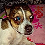 Pettie is registered to the contest to win money with this photo: dog, pet, small_dog, brown_and_white, blanket, indoor, closeup, fur, animal, cute, lying_down, face, eyes, nose, paw, cozy, colorful, pattern, resting, domestic_animal