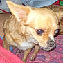 Tinker Bell joined the competition — help win amazing prizes! dog, chihuahua, small_dog, tan_dog, pet, animal, ears, eyes, fur, indoor, blanket, patterned_blanket, fabric, household_items, closeup, cute, companion, walking, paw, nose
